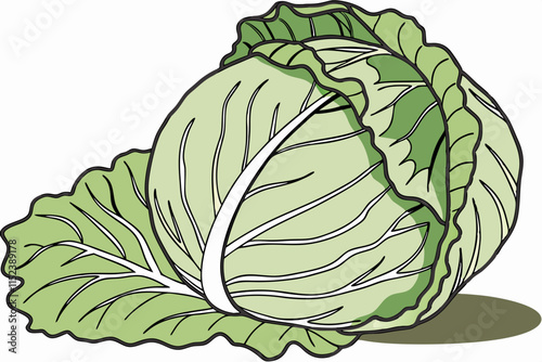 Cabbage – A dense, rounded head with layered leaves vector silhouette on a white background