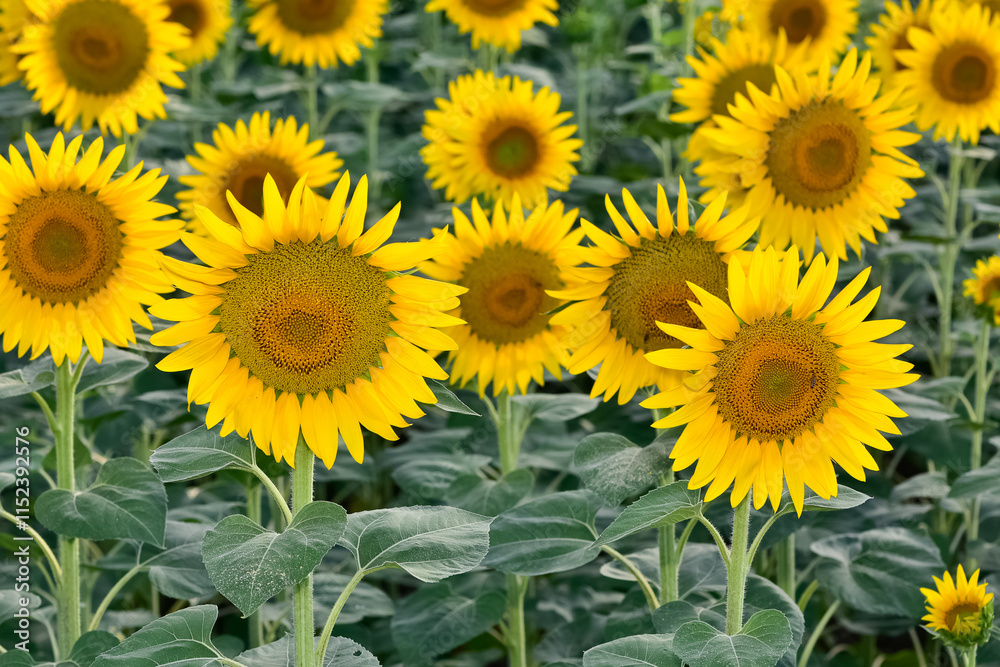 yellow flowers, agricultural products. photos of sunflowers. yellow flowers, agricultural products. photos of sunflowers.