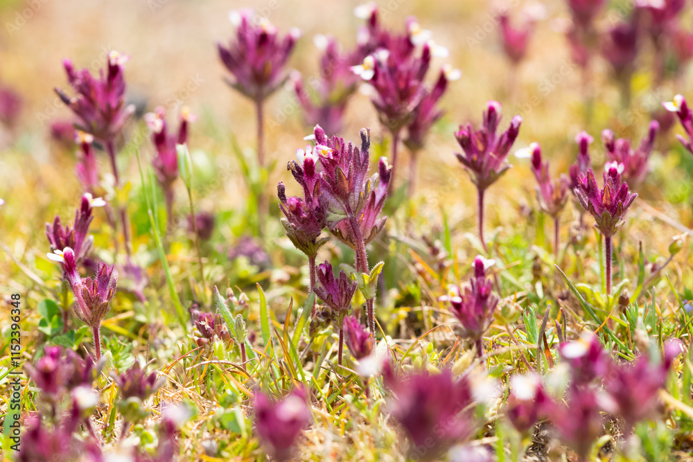 wild plants, photos of various red wild flowers wild plants, photos of various red wild flowers