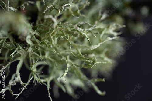 Close up of Dead Brunch with Pale Green Lichen and Moss Growing on It