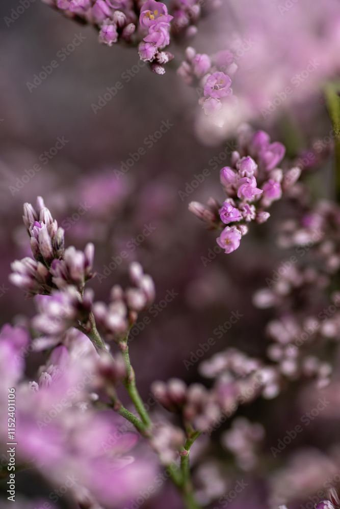 Macro Close up of Sea Lavender Flowers Macro Close up of Sea Lavender Flowers