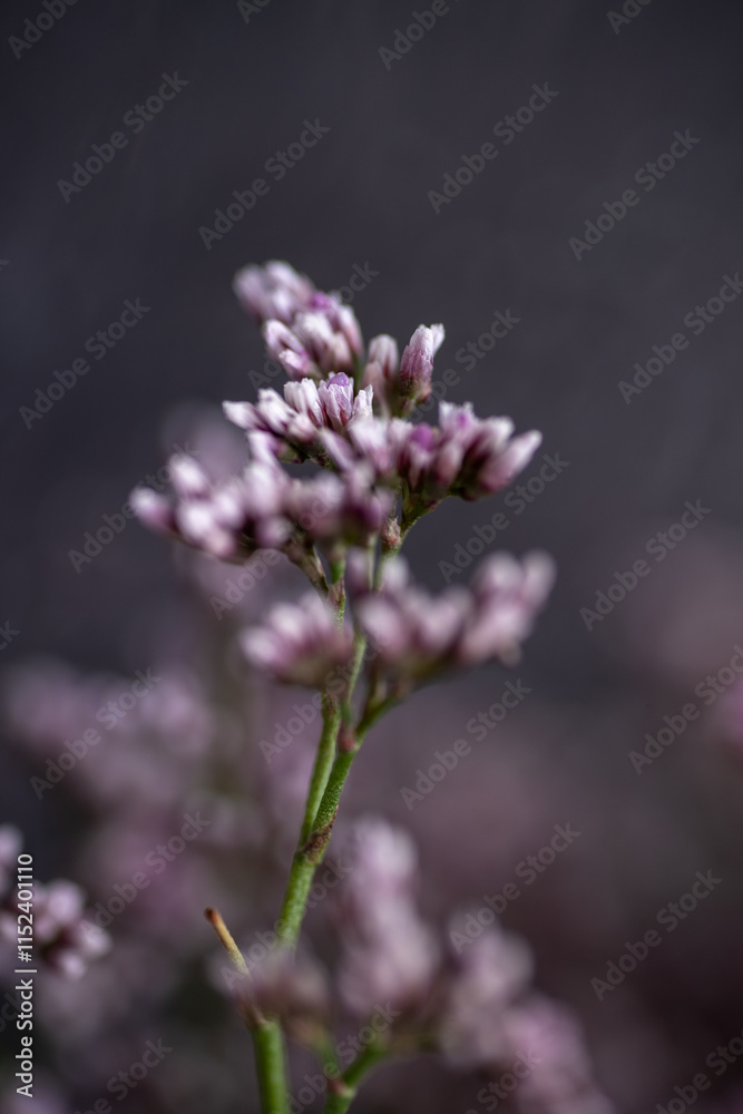 Obraz premium Macro Close up of Sea Lavender Flowers