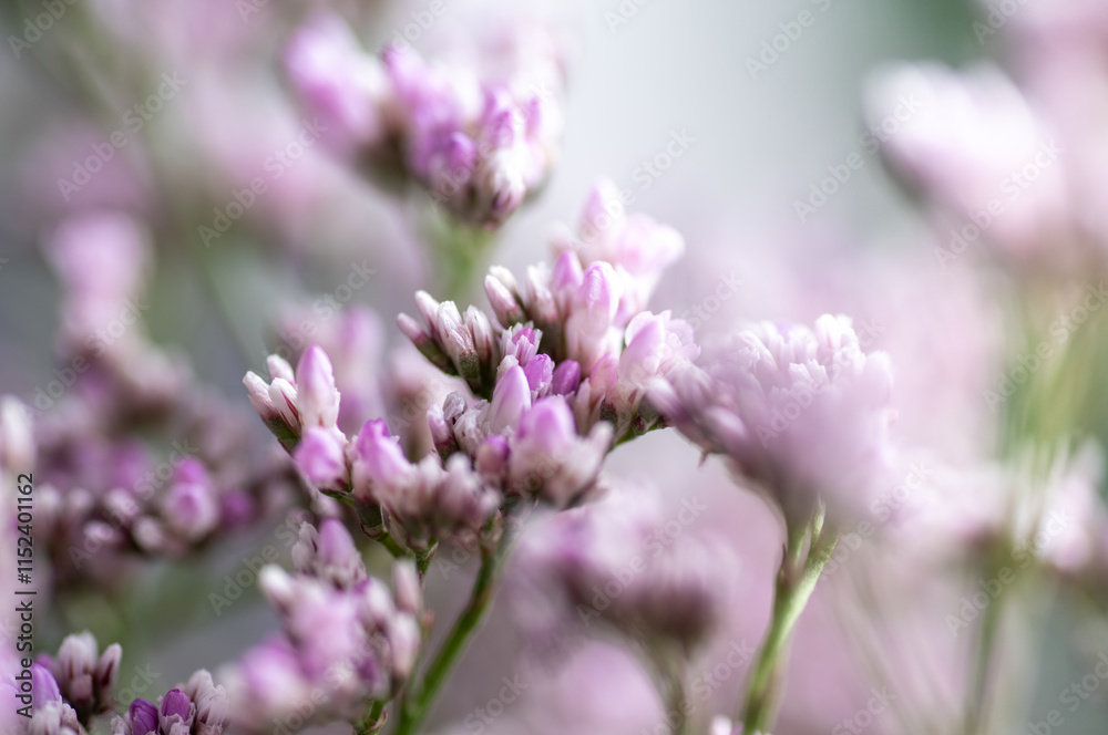 Macro Close up of Sea Lavender Flowers Macro Close up of Sea Lavender Flowers