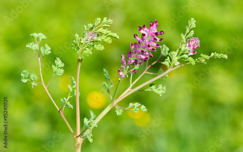 various interesting wild flower photos photo