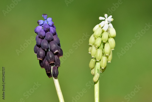 photos of wild flowers, wild hyacinths