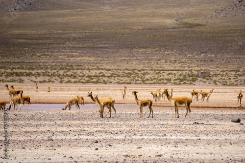 Vicuñas in the Andean Altiplano of Salinas Aguada Blanca National Park in Peru photo