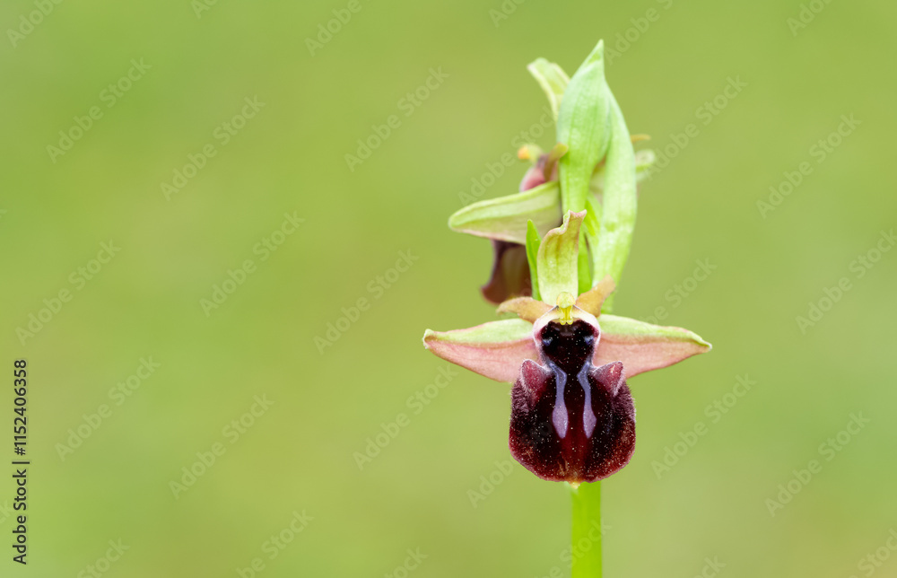Obraz premium Photos of wildflowers, various bee orchids.
