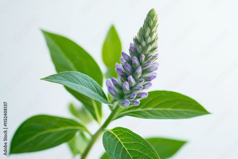 Obraz premium close up of purple flower