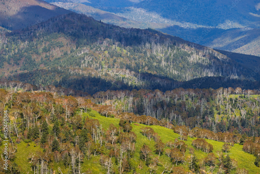 Naklejka premium Beautiful mountain landscape. Sakhalin Island, Sakhalin Oblast, Russia. View of mountain slopes covered with trees and Kuril bamboo. Nature of the Russian Far East. Autumn season, September.