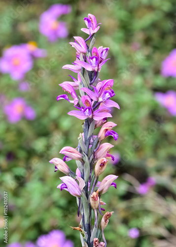 photographs of wild plants and wildflowers. photos of purple wild orchids. photo