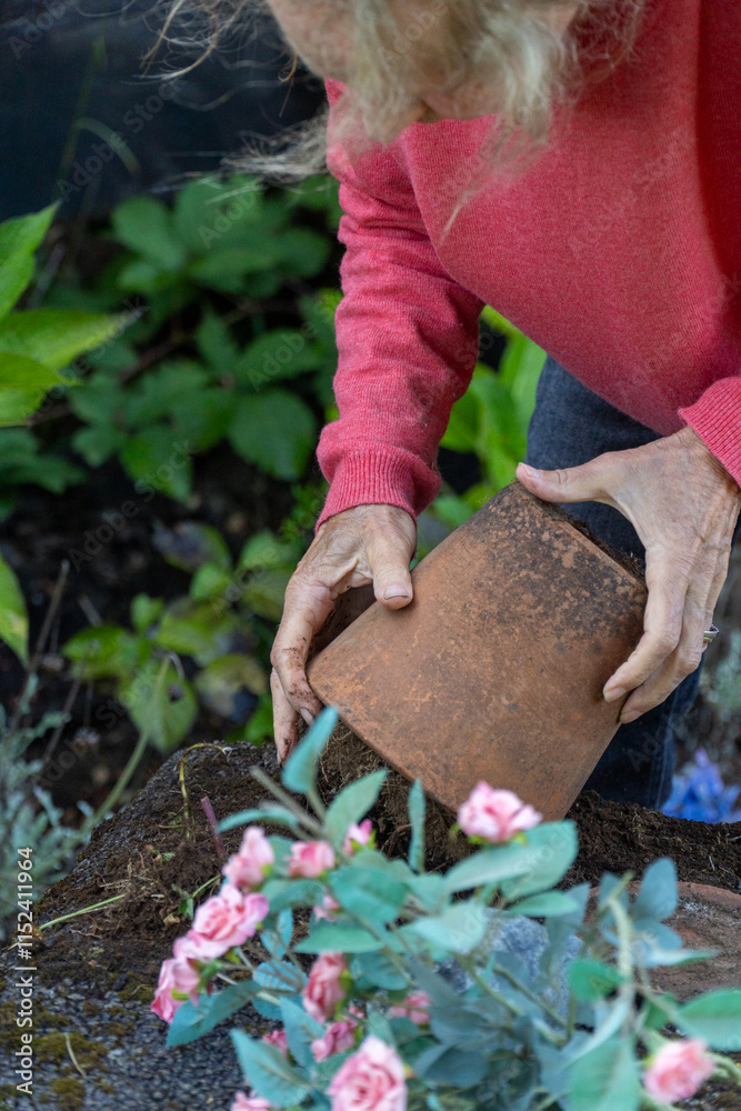 Senior woman carefully tending to her potted plants, nurturing vibrant flowers.
