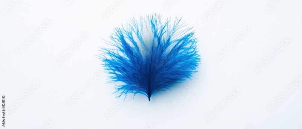 Obraz premium blue feather on a white background