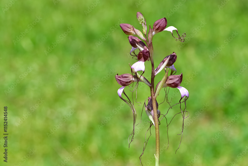 photos of wild plants and wildflowers. photos of wild orchids. photos of wild plants and wildflowers. photos of wild orchids.
