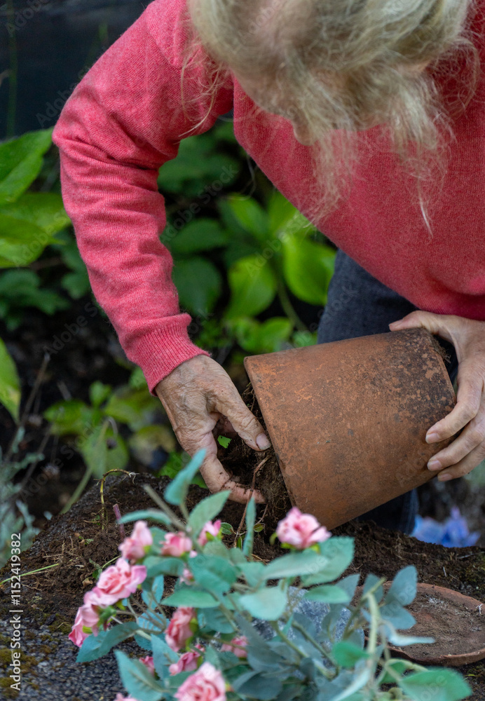 Grandmother preparing the soil to plant a beautiful pink flower in the pot.