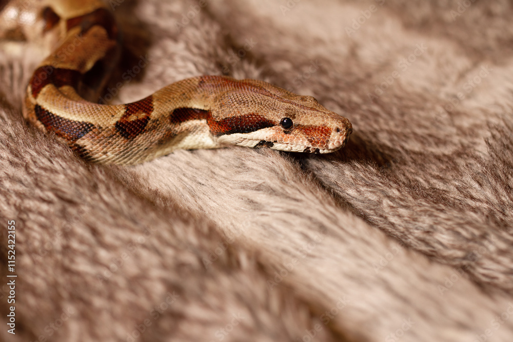 Fototapeta premium Brown python snake crawls across fur rug