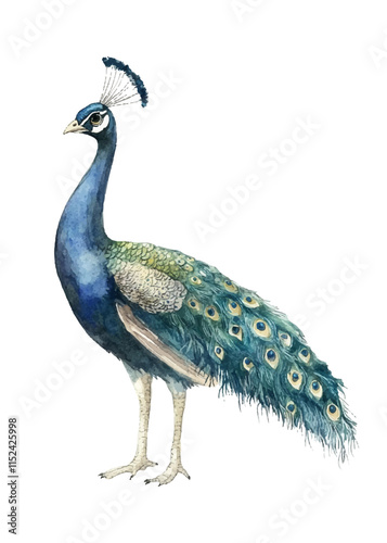 peacock isolated on white photo