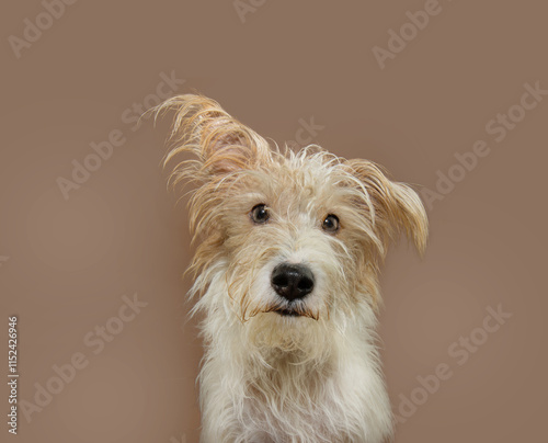 Portrait funny fox puppy dog with one ear up looking at camera. Isolated on mocha mousse trend color backgorund photo