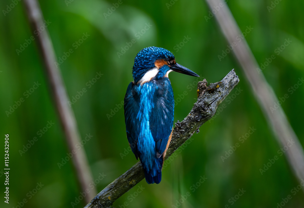 Fototapeta premium kingfisher on a branch