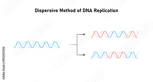 Dispersive Method of DNA Replication Science Design. Vector Illustration.