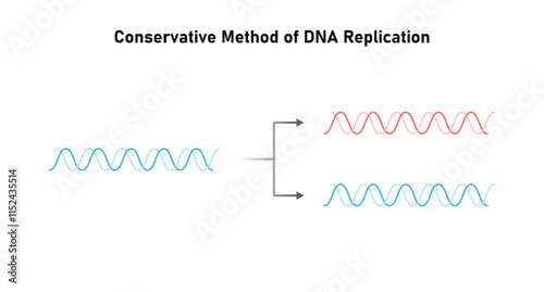 Conservative Method of DNA Replication Science Design. Vector Illustration.