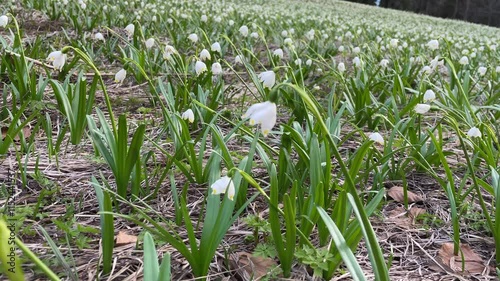Nahaufnahme von Märzenbecher auf einer Waldlichtung. 