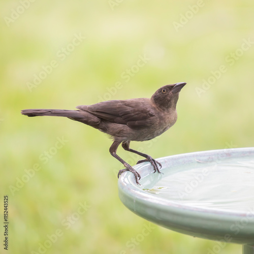 Grackle perched on bird bath