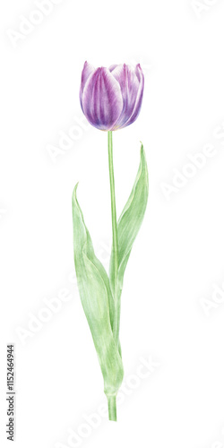 Tulips. Watercolor illustration of a lilac tulip. Hand-drawn realistic illustration on transparent background. For greeting card, invitation, wallpaper, fabric, web