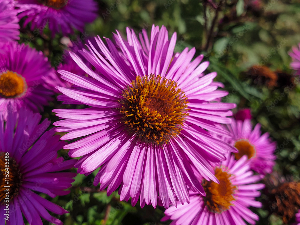 New England aster also hairy Michaelmas-daisy also Michaelmas daisy (in german Raublatt-Aster also Neuengland-Aster) ymphyotrichum novae-angliae