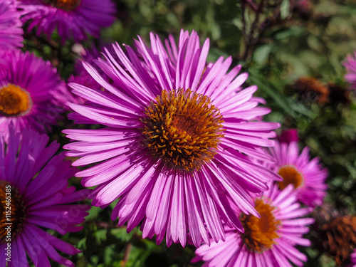 Obraz na płótnie New England aster also hairy Michaelmas-daisy also Michaelmas daisy (in german Raublatt-Aster also Neuengland-Aster) ymphyotrichum novae-angliae w salonie