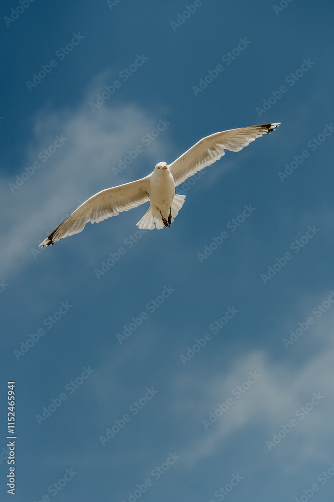 Fototapeta premium Birds flying on the beach