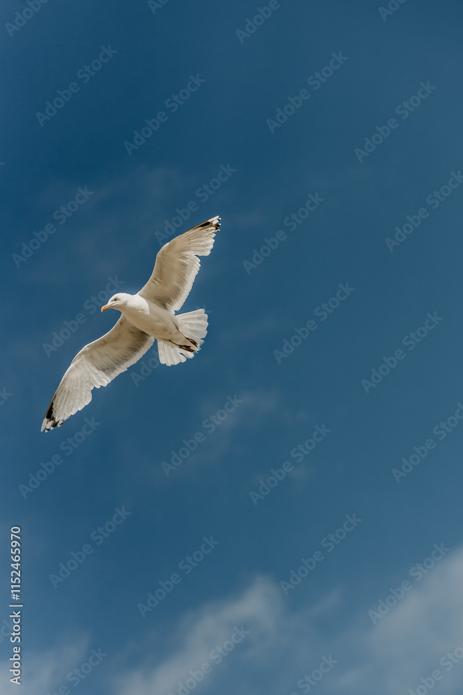 Obraz premium Birds flying on the beach