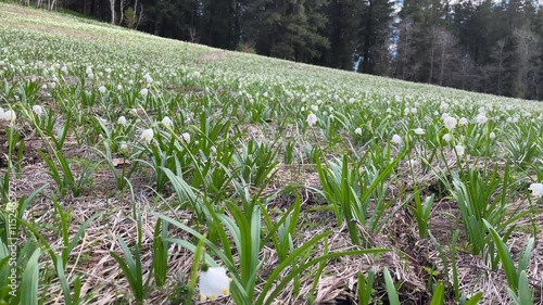 Eine Waldlichtung mit blühenden Märzenbecher im Frühling.