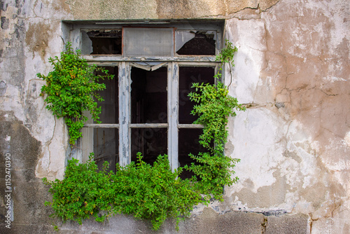 Photos A weathered wall with a broken window, framed by vibrant green ivy and plants Im
