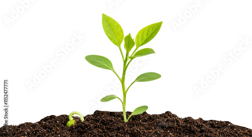 Small green plant sprouting from dark soil, white isolate background.