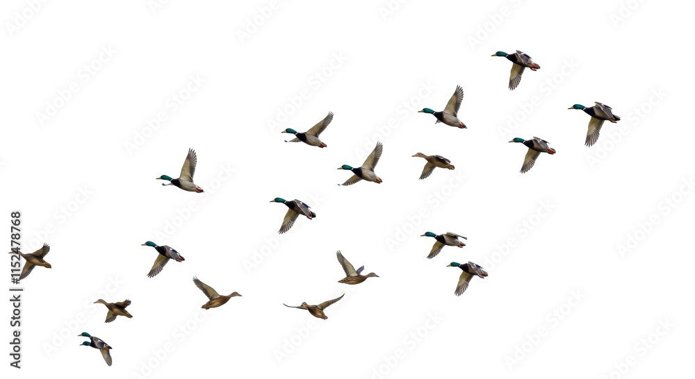 flying ducks png, group of birds png, flocks of birds isolated on transparent background