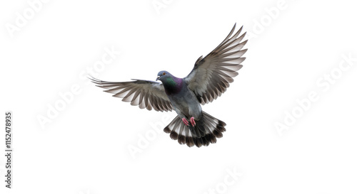 Pigeon flying isolated on white background, png