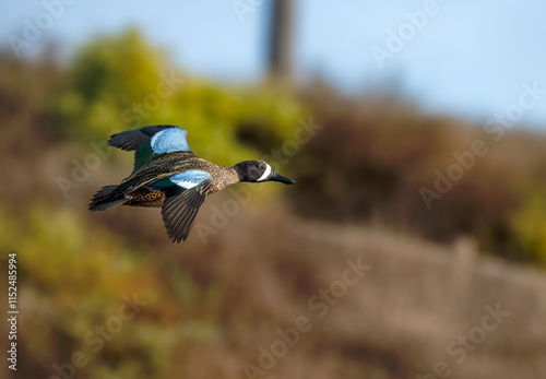 Blue winged teal duck in banking flight showing off nice colors