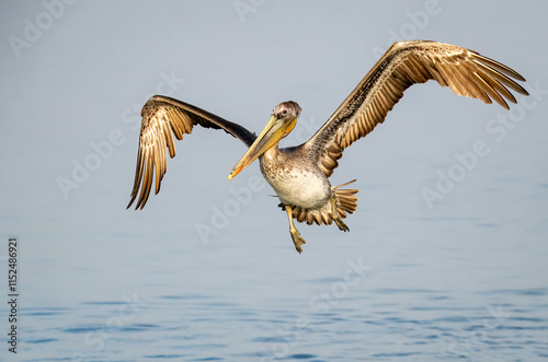 Brown pelican in flight just before landing showing great wingspan and early sunrise colors photo