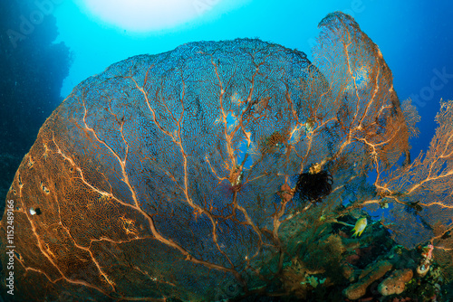 Large fragile Gorgonian seafan on a coral reef wall in Indonesia photo