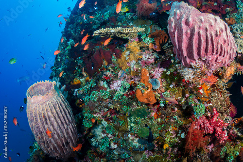 Fototapeta Naklejka Na Ścianę i Meble -  Hundreds of colorful tropical fish and sponges (Xestospongia sp.) on a warm, tropical coral reef in South East Asia