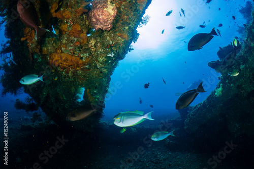 Tropical fish and coral on an old, second world war shipwreck photo