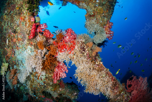 Fototapeta Naklejka Na Ścianę i Meble -  Tropical fish and coral on an old, second world war shipwreck