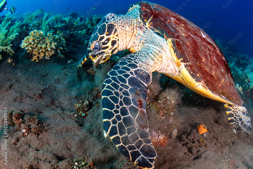 Obraz premium Hawksbill Sea Turtle (Eretmochelys imbricata) feeding on corals on a warm, tropical reef