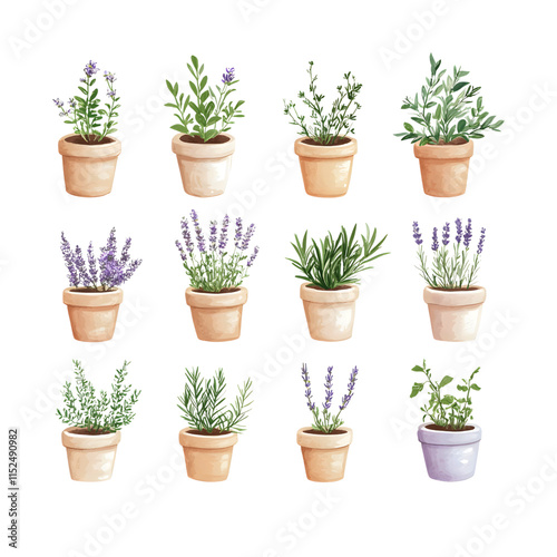 Assorted potted herbs and lavender plants illustration