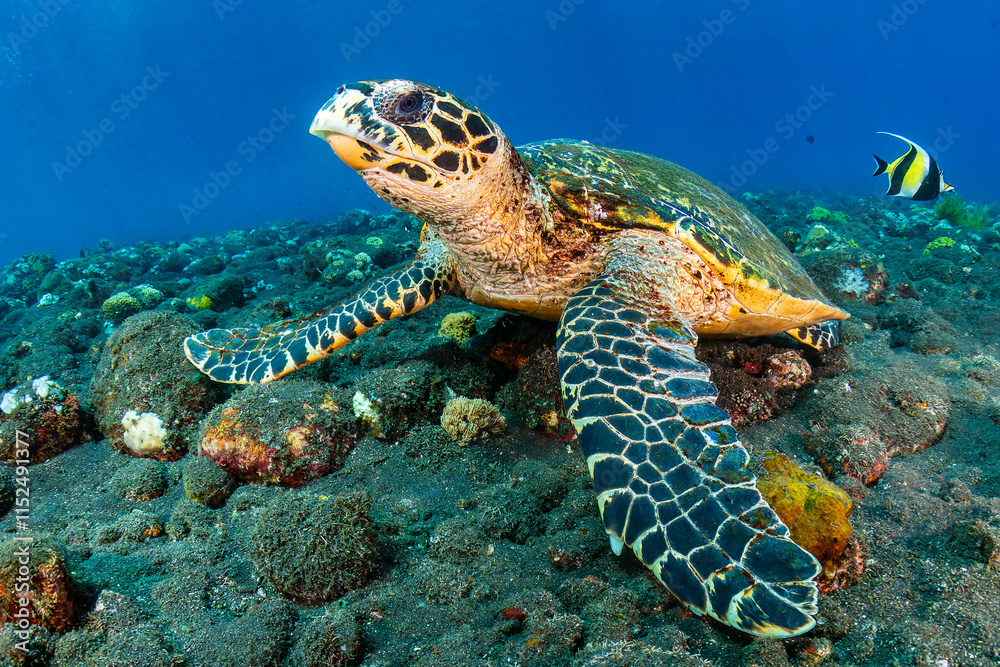 Obraz premium Hawksbill Turtle (Eretmochelys imbricata) underwater on a tropical coral reef with black volcanic sand (Tulamben, Bali, Indonesia)