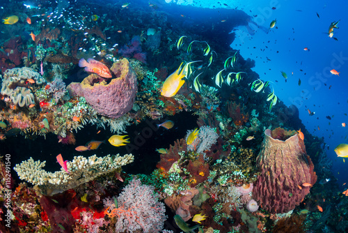 Fototapeta Naklejka Na Ścianę i Meble -  Hundreds of colorful tropical fish and sponges (Xestospongia sp.) on a warm, tropical coral reef in South East Asia