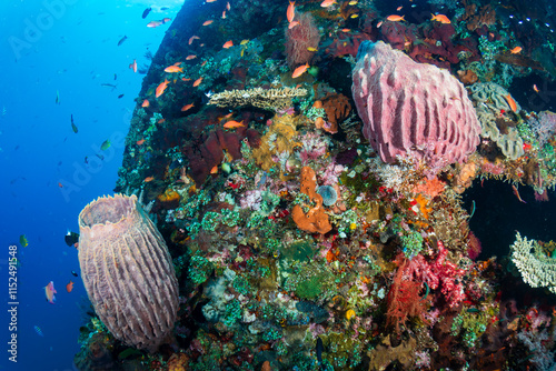 Fototapeta Naklejka Na Ścianę i Meble -  Hundreds of colorful tropical fish and sponges (Xestospongia sp.) on a warm, tropical coral reef in South East Asia
