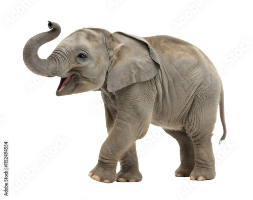 baby elephant isolated in PNG or JPEG background
