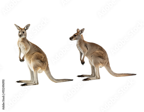 kangaroo