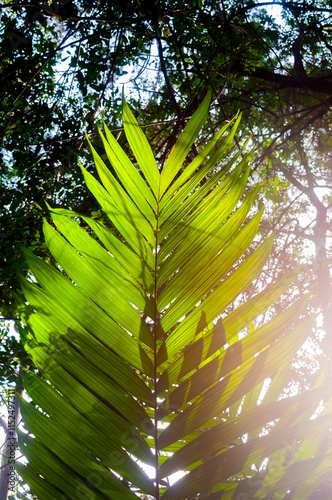 forest captured with an ant view, tall trees illuminated with rays of the sun at sunset, natural space source of oxygen.